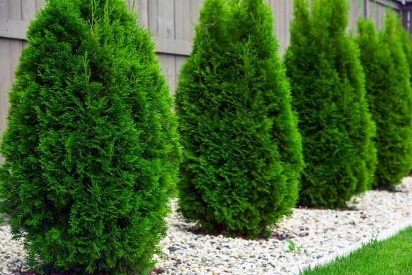 Arborvitae Planting in Visalia