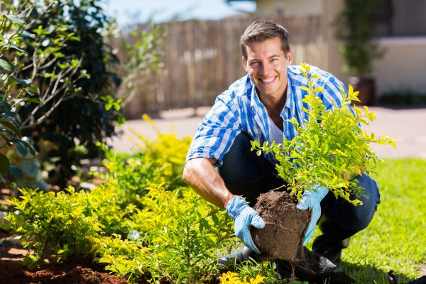 Bush Planting Service in Visalia