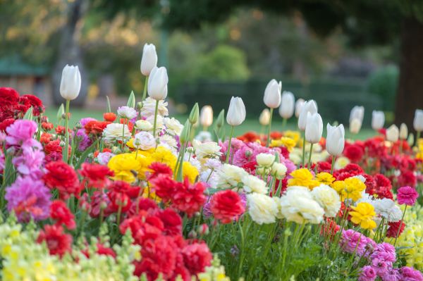 Gardening Service in Visalia