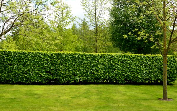 Hedge Planting in Visalia