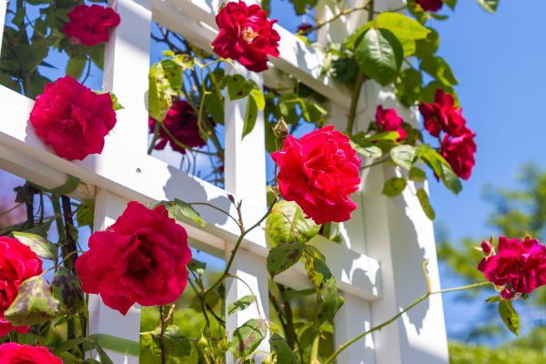 Home Gardening Service in Visalia