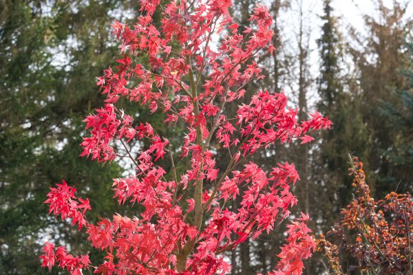 Japanese Maple Planting in Visalia