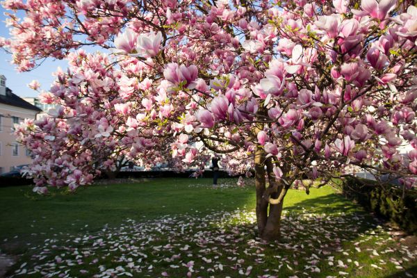 Magnolia Tree Planting in Visalia