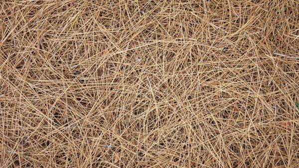 Pine Needles Delivery in Visalia