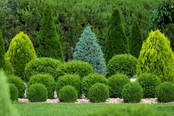 Shrub Installation in Visalia