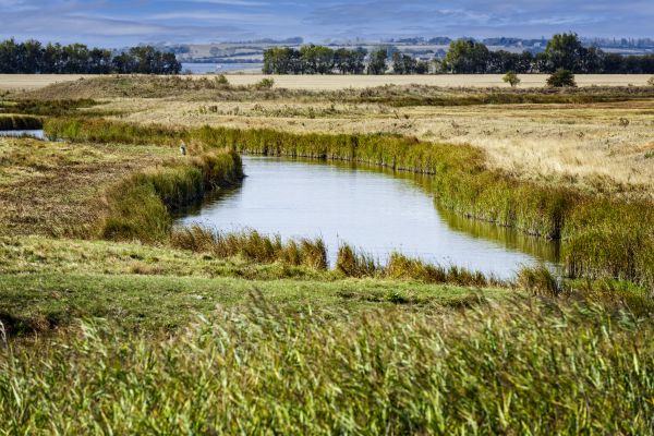 Swale Landscaping in Visalia