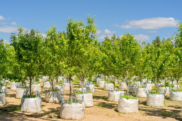 Tree Planting Service in Visalia