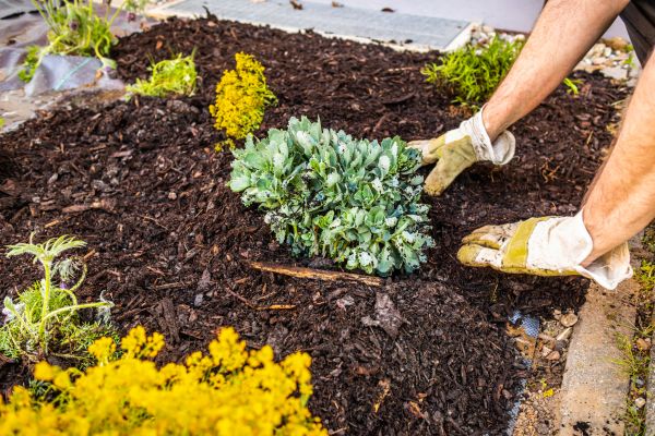 Weeding And Mulching in Visalia