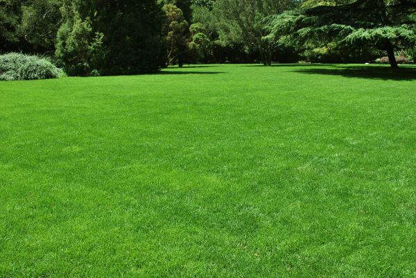 Lawn Landscaping in Visalia