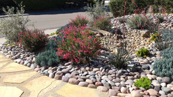 Xeriscape Landscaping in Visalia