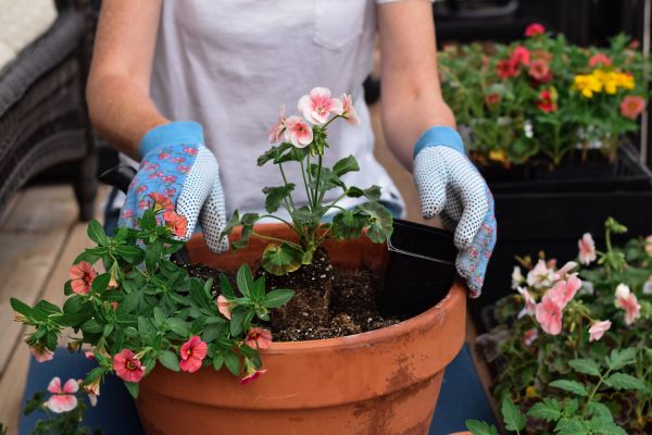 Plant Care Service in Visalia