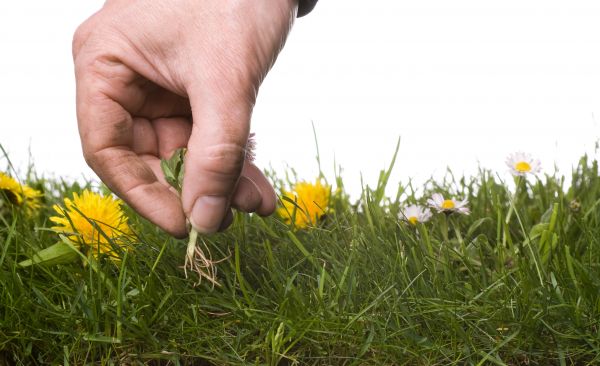 Lawn Weeding in Visalia