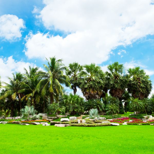 Tropical Landscaping in Visalia