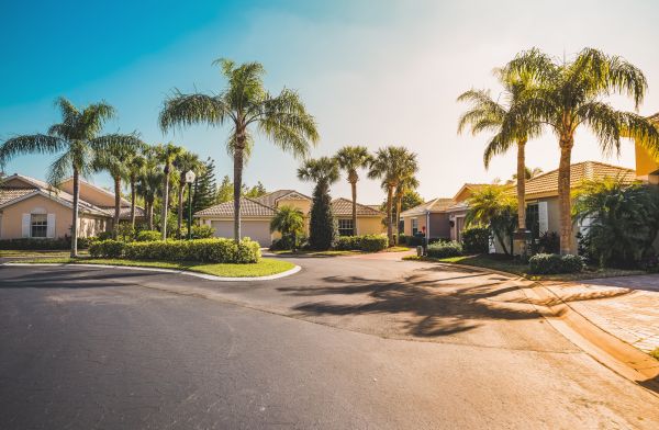 Palm Tree Landscaping in Visalia