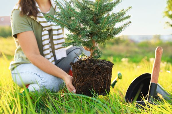 Spruce Tree Planting in Visalia