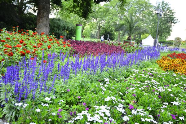 Perennials Planting in Visalia
