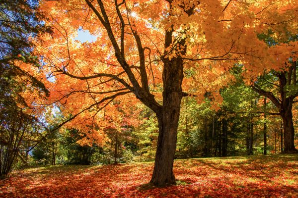 Maple Tree Planting in Visalia
