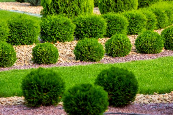 Bush Installation in Visalia
