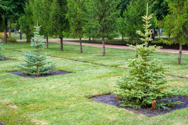 Privacy Trees Planting in Visalia