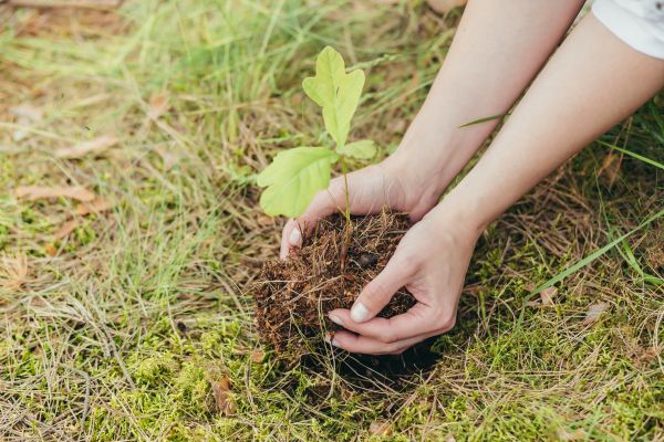 Oak Tree Planting in Visalia