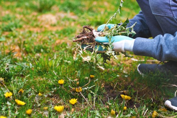 Flower Bed Clearing in Visalia