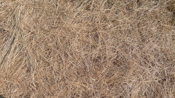 Pine Straw Replacement in Visalia