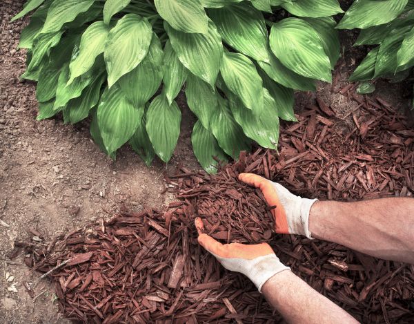 Bark Spreading in Visalia