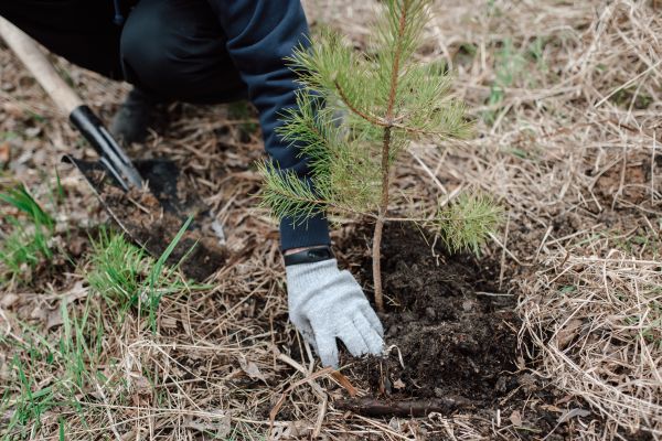 Pine Tree Planting in Visalia