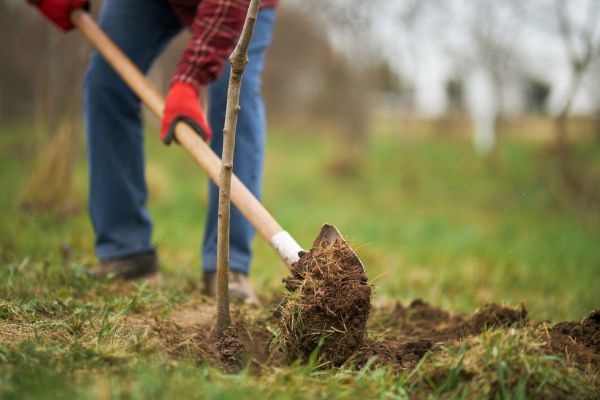 Trees Planting in Visalia