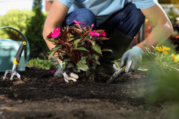 Plant Replacement in Visalia