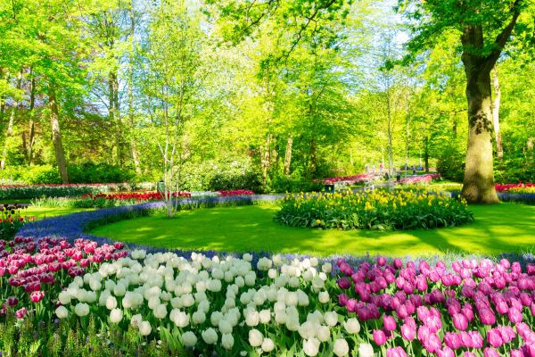 Flower Landscaping in Visalia