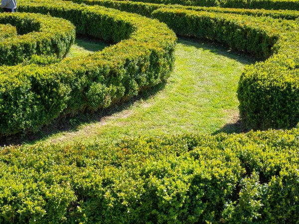 Bush Landscaping in Visalia
