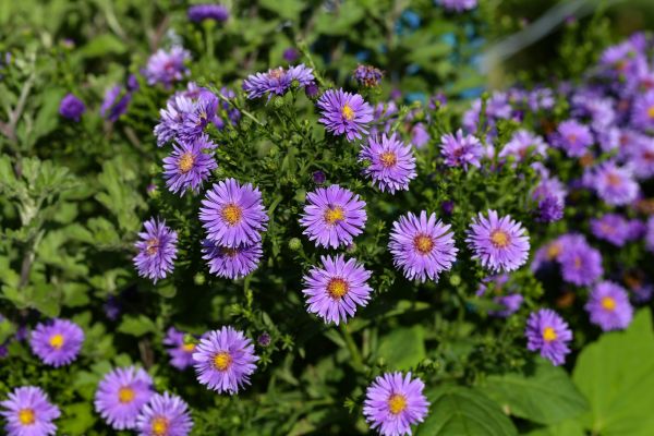 Perennial Flower Planting in Visalia