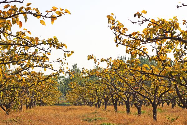 Pear Tree Planting in Visalia