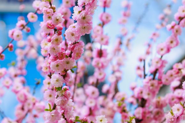Japanese Cherry Tree Planting in Visalia
