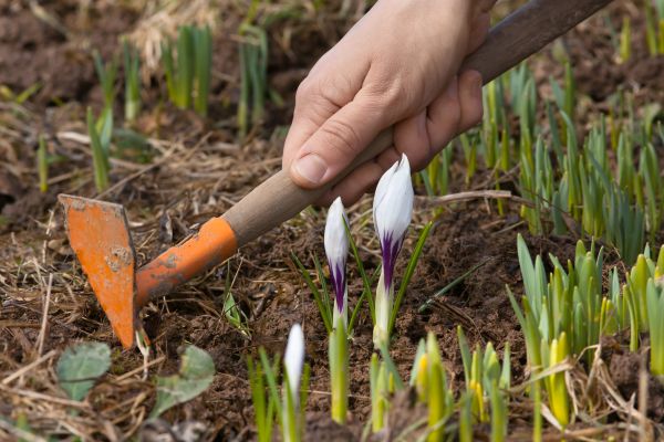 Flower Garden Weeding in Visalia