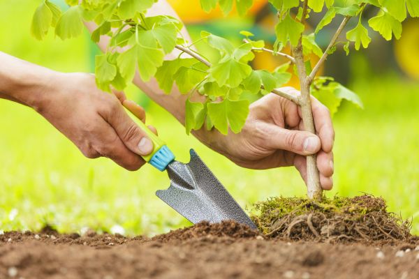 Fruit Tree Planting in Visalia