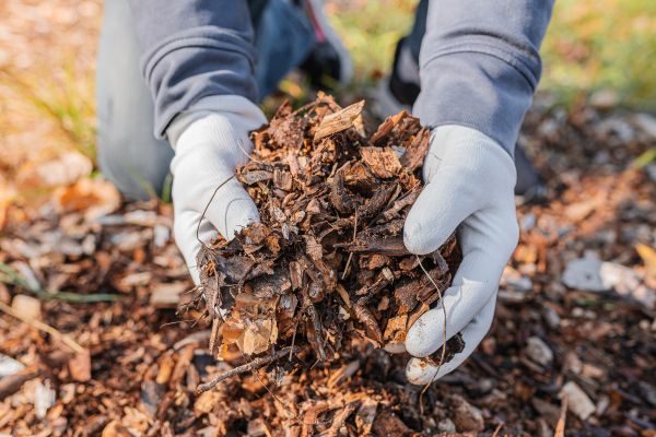 Shredded Mulch Installation in Visalia
