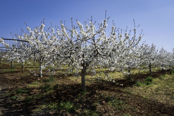Orchard Planting in Visalia