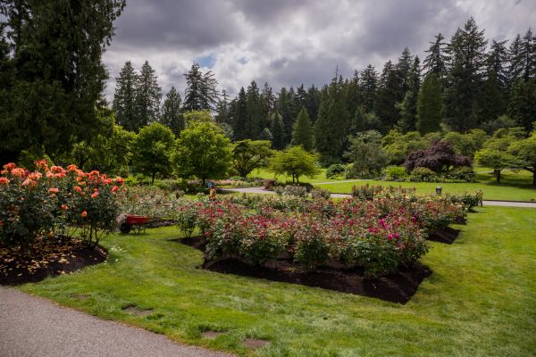 Flower Garden Landscaping in Visalia