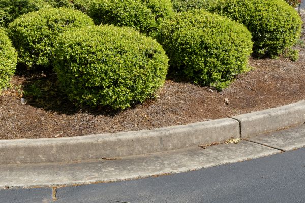 Pine Mulch Installation in Visalia