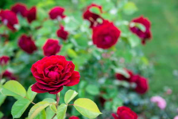 Rose Planting in Visalia