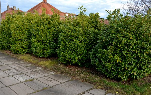 Privacy Shrub Installation in Visalia