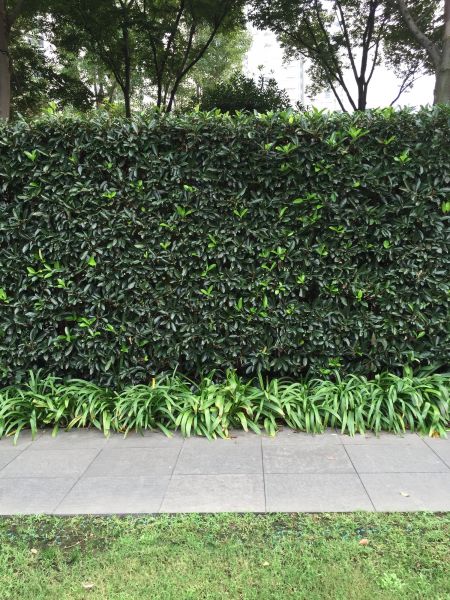 Privacy Shrub Planting in Visalia