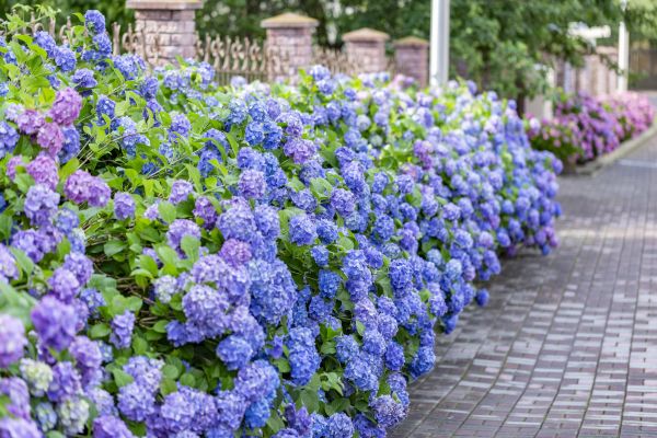 Hydrangea Landscaping in Visalia