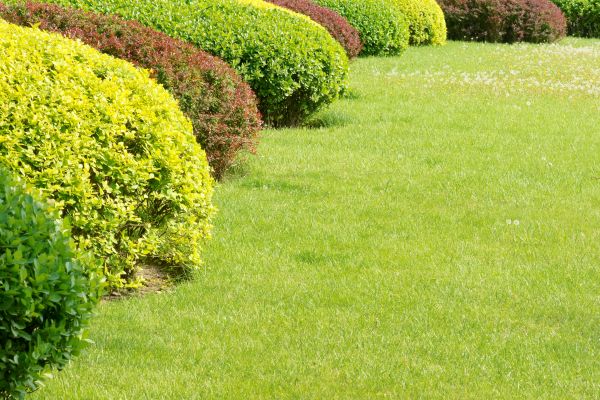 Shrubbery Planting in Visalia