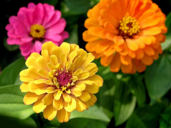 Zinnia Planting in Visalia
