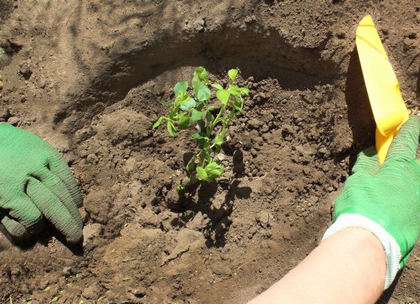 Rose Bush Planting in Visalia