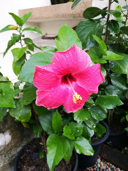 Hibiscus Planting in Visalia