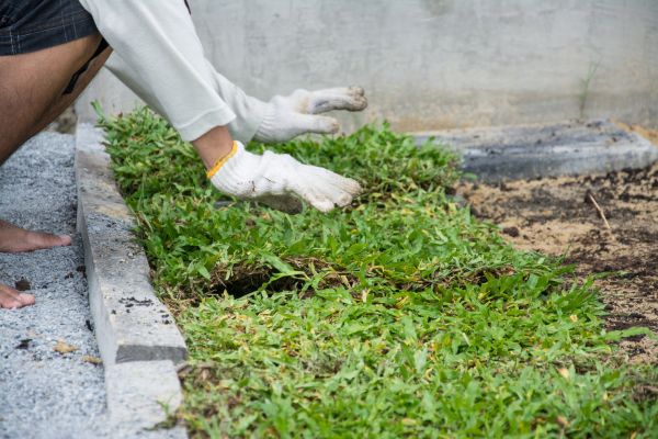 Ground Cover Planting in Visalia